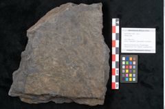 Foto (Objekt + Etikett) von Plantae indet.  (NHMW-GEO-2024-0188-11526)